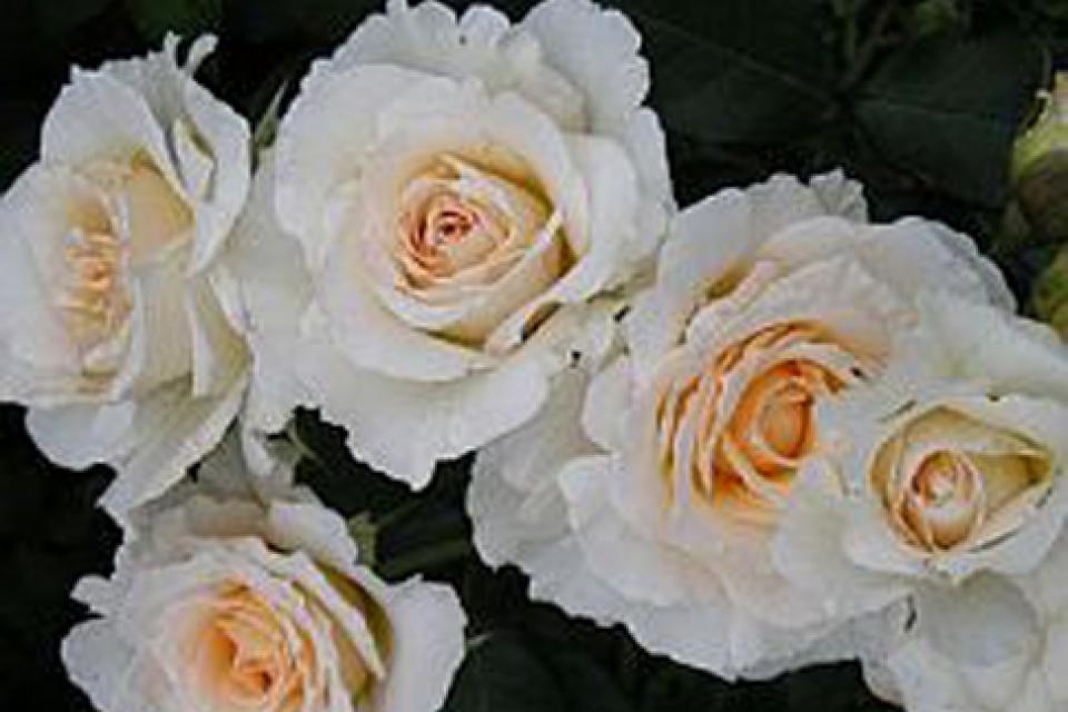 Rosa 'Poustinia'