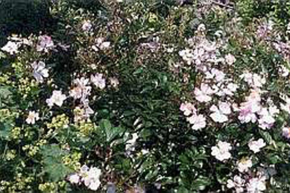 Rosa 'Tapis Volant'