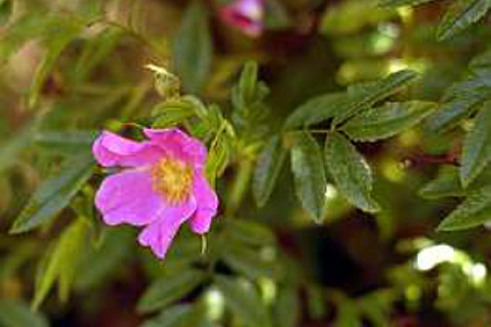 Rosa nitida