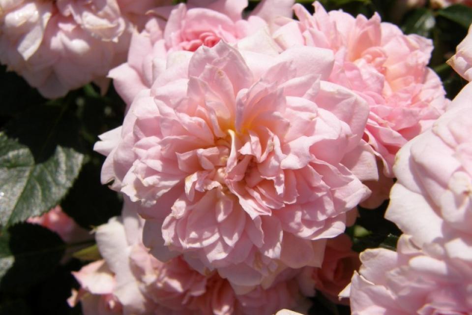 Rosa 'Cicero' 