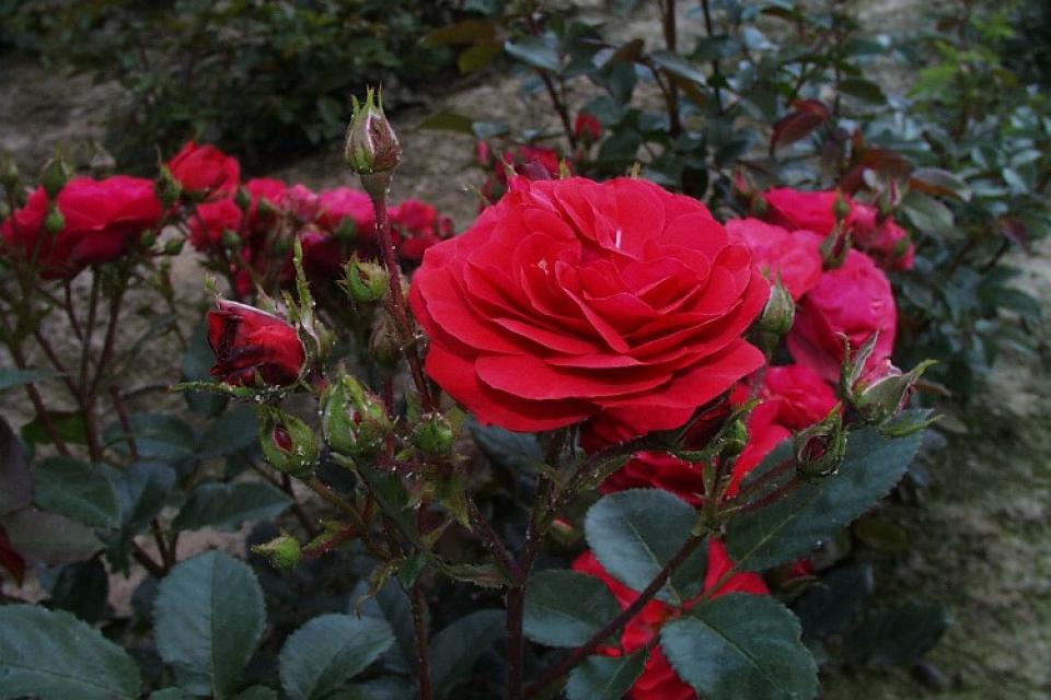 Rosa 'Prinses Mathilde' 