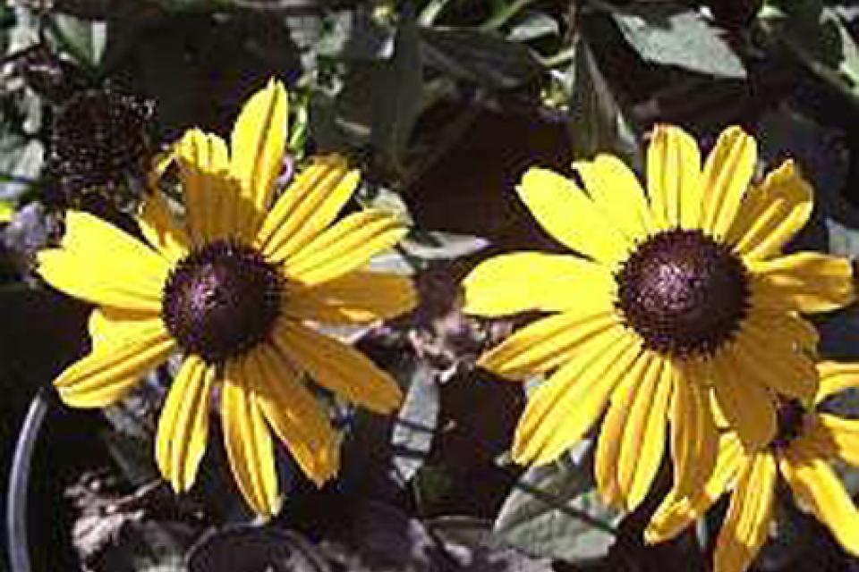 Rudbeckia fulgida 'Goldsturm'