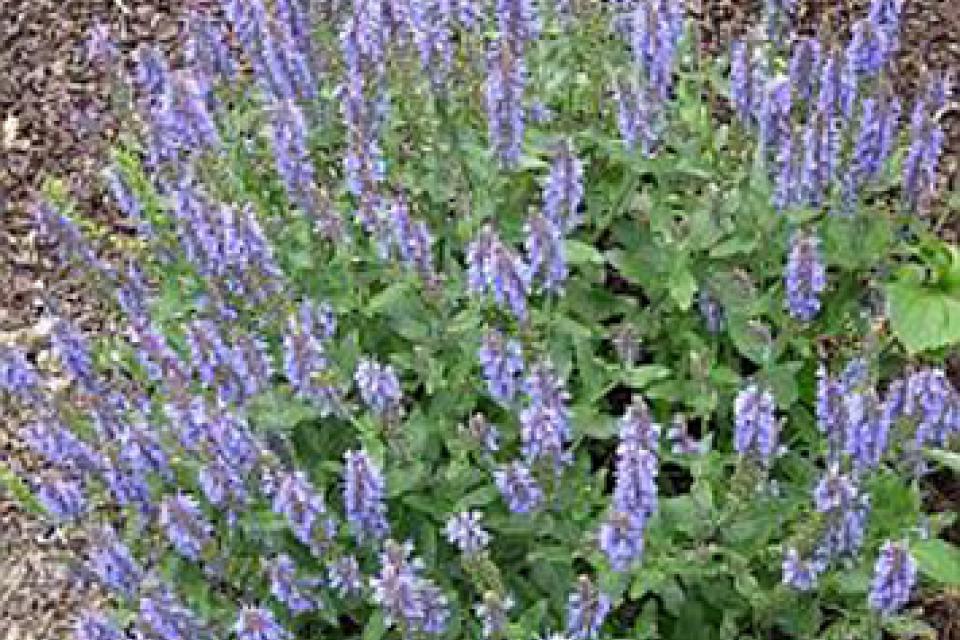 Salvia nemorosa