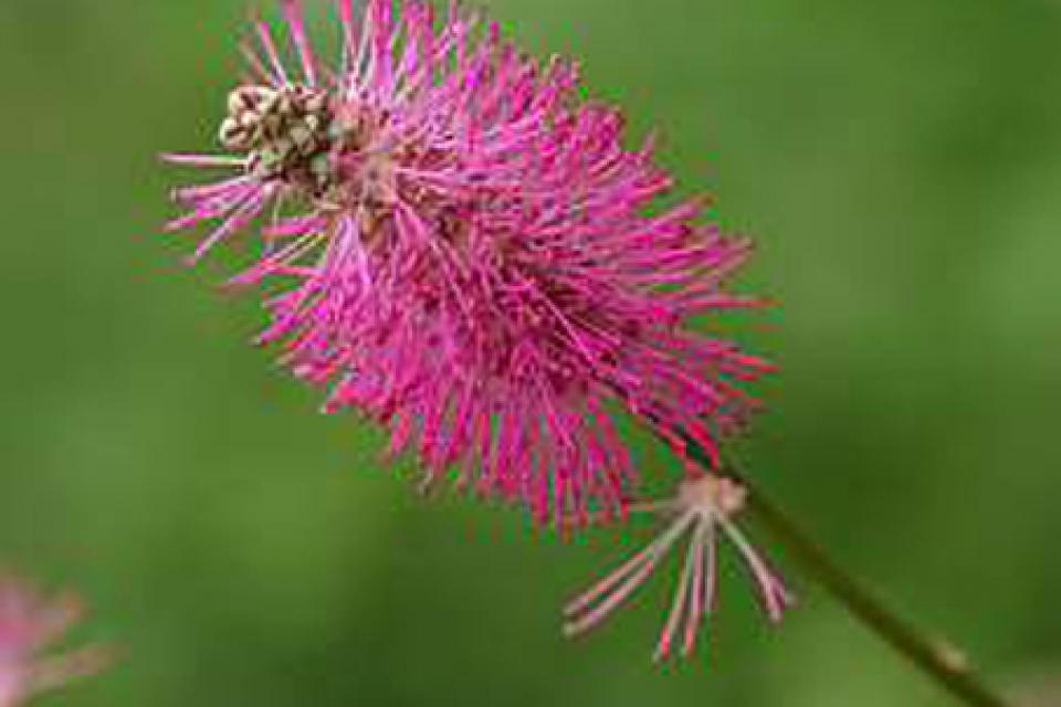 Sanguisorba obtusa