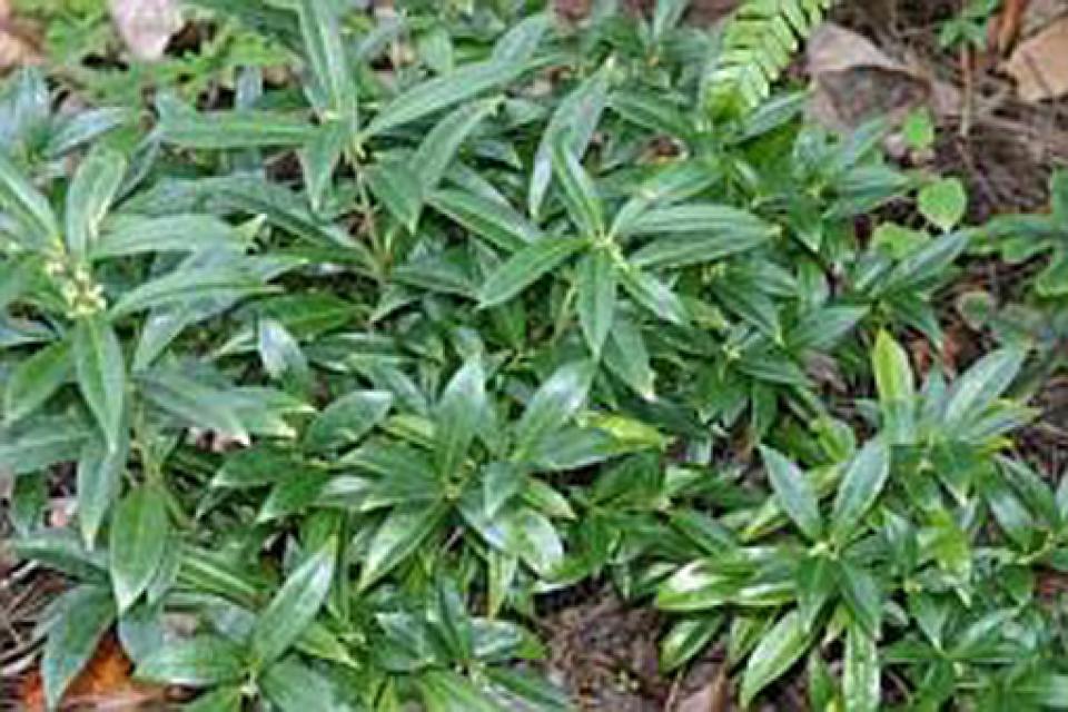 Sarcococca hookeriana