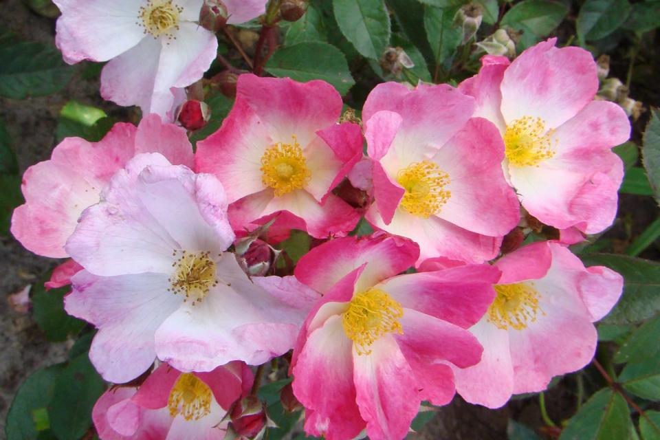 Rosa 'Schengen Rose' 