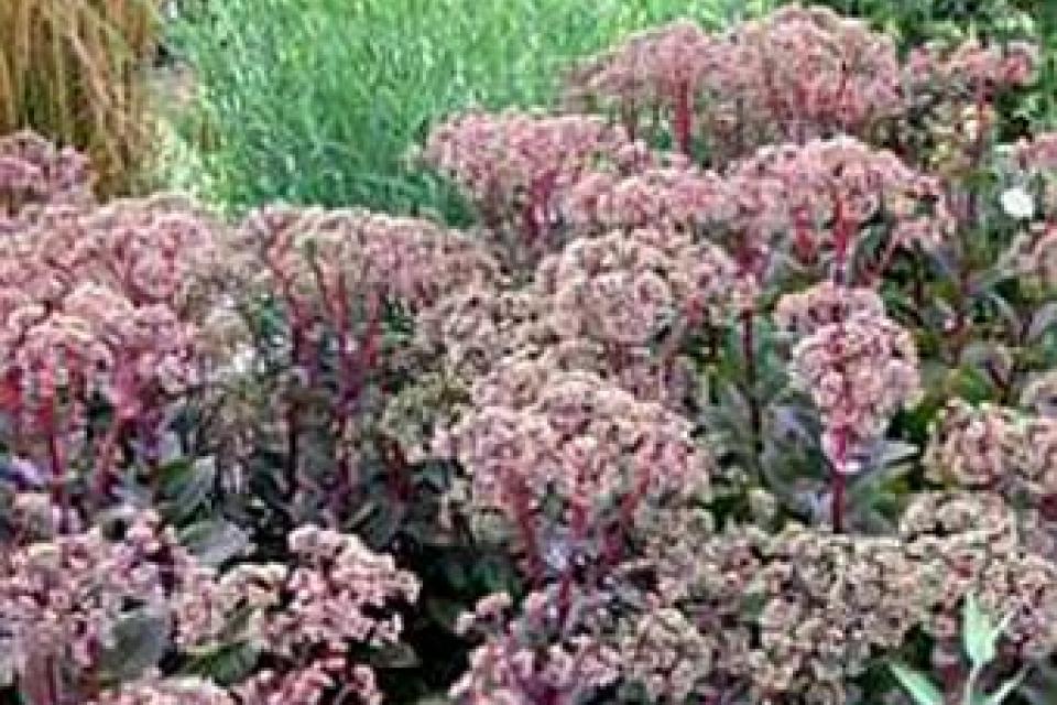 Sedum 'Matrona'