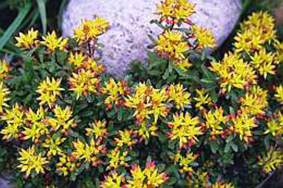 Sedum floriferum 'Weihenstephaner Gold'