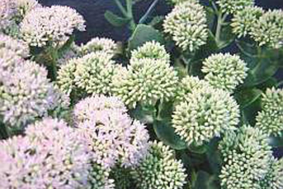 Sedum spectabile 'Brilliant'