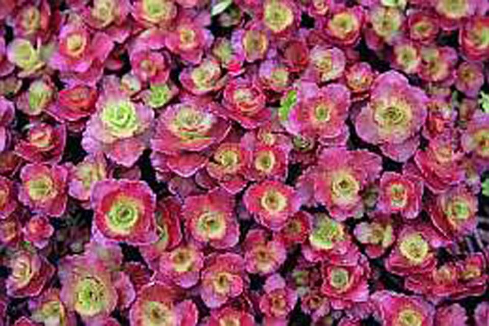 Sedum spurium