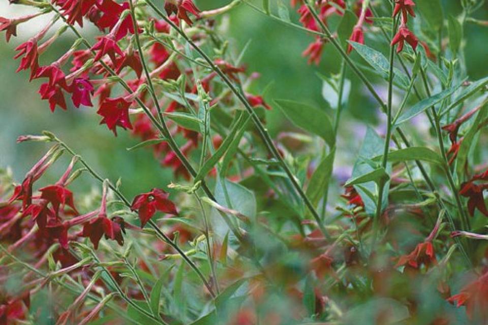 Nicotiana - Siertabak 