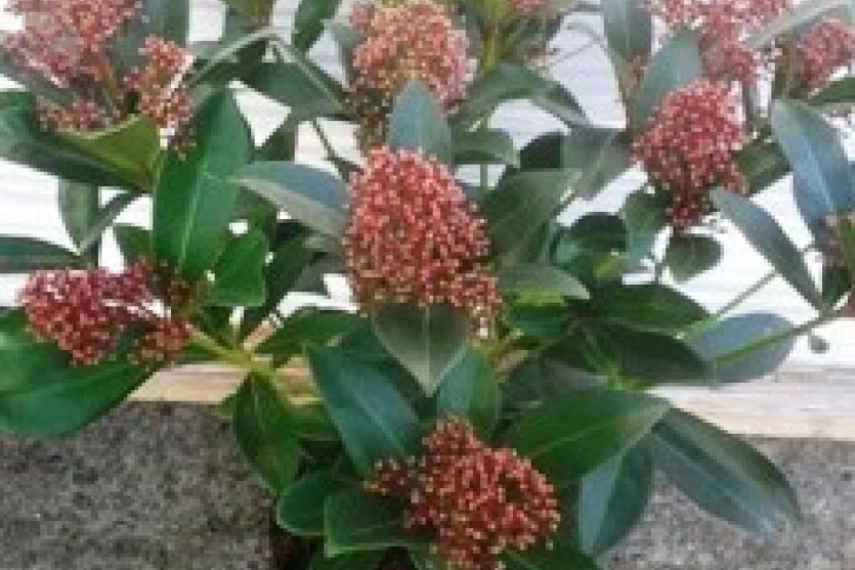 Skimmia japonica 'Rubella'