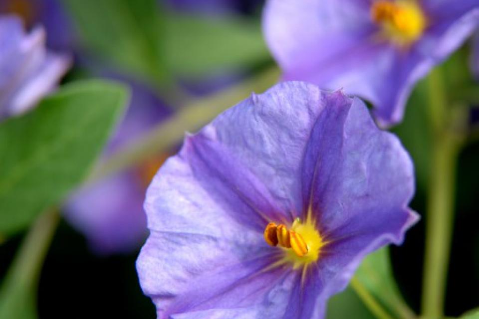 Solanum crispum 