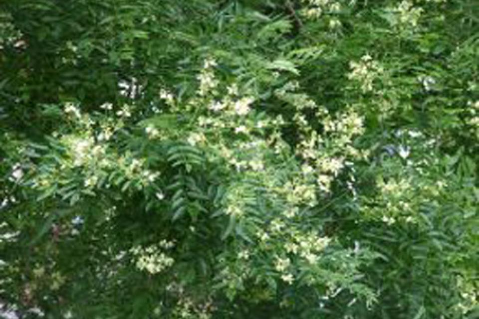 Sophora japonica 'Yellow'