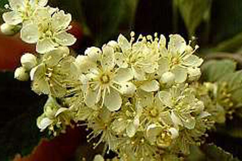 Sorbus intermedia 'Brouwers'