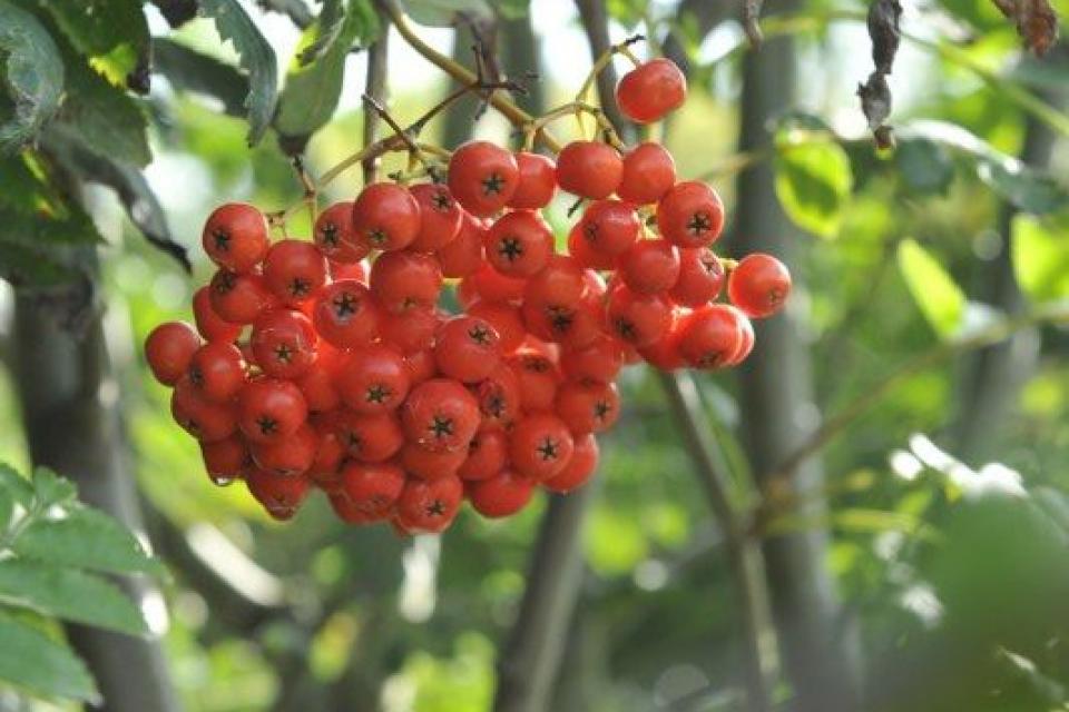 Sorbus aucuparia 