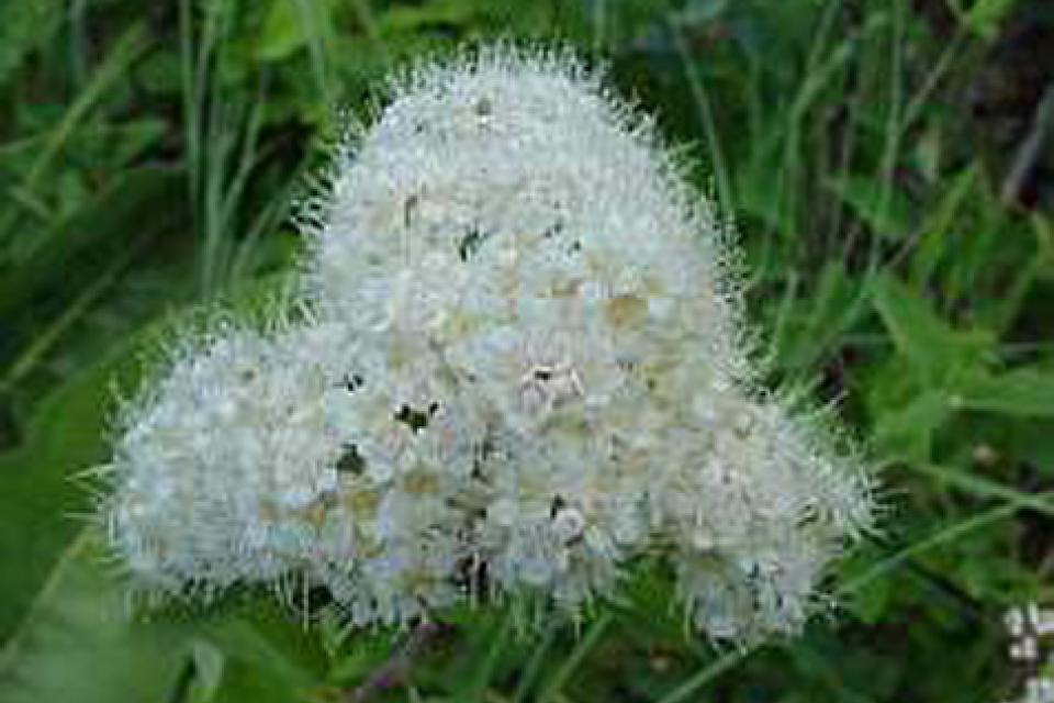 Spiraea betulifolia 'Tor'