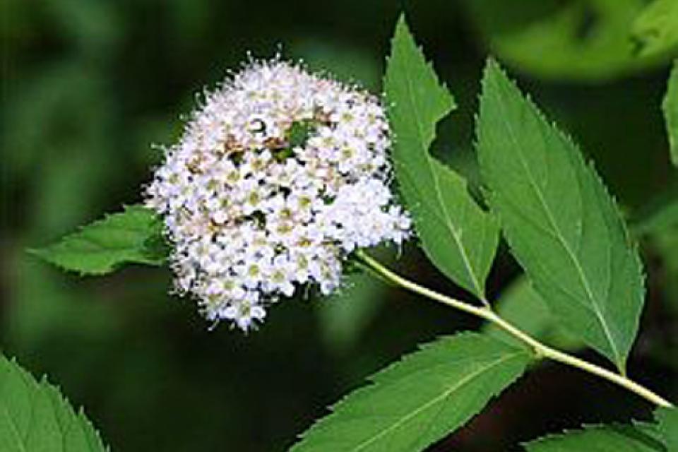 Spiraea japonica 'Albiflora'