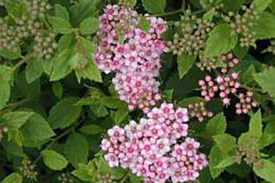 Spiraea japonica ‘Little Princess'