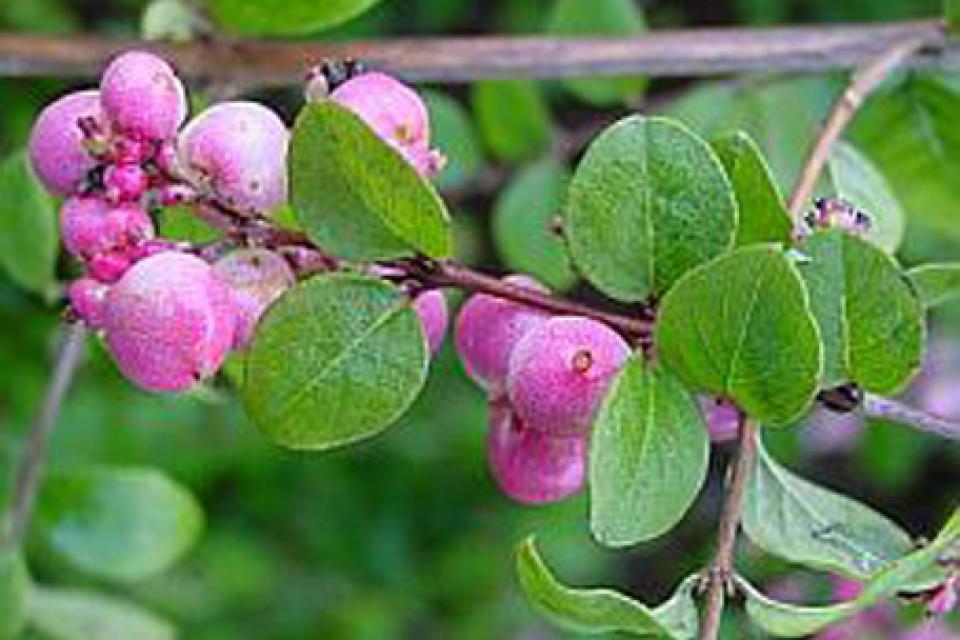 Symphoricarpos doorenbosii