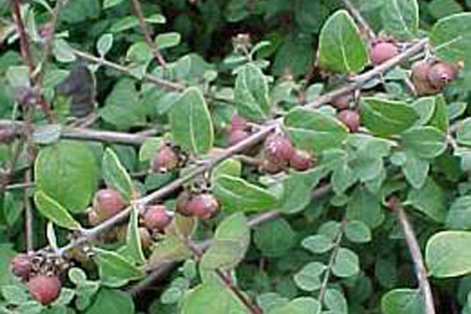 Symphoricarpos x chenaultii ‘Hancock’