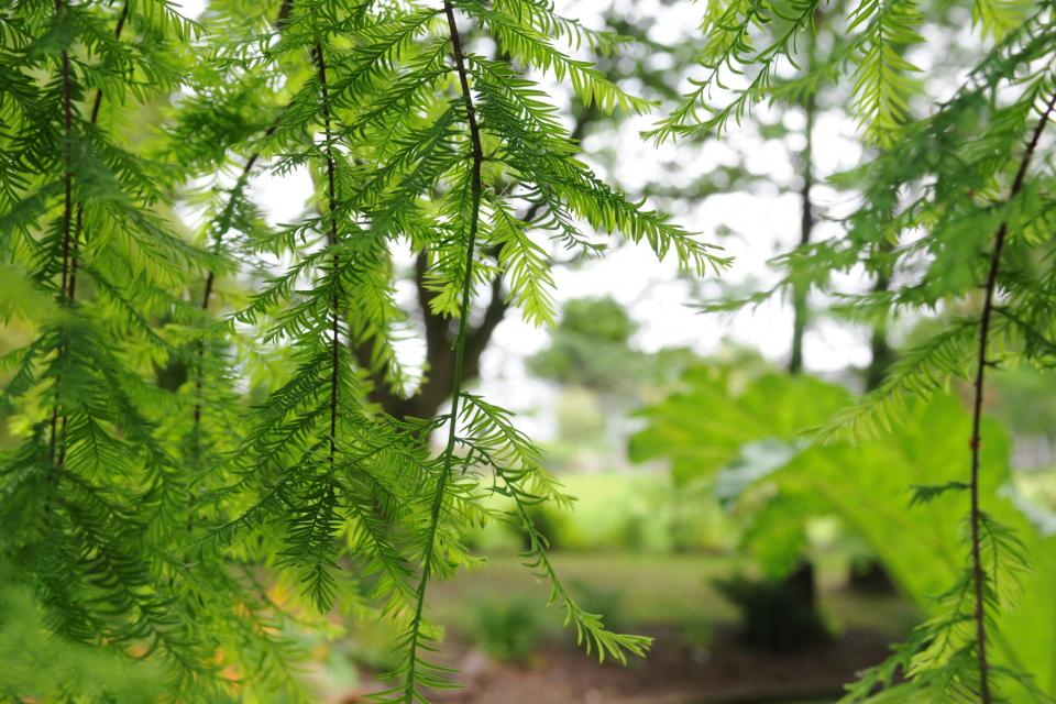 Taxodium distichum