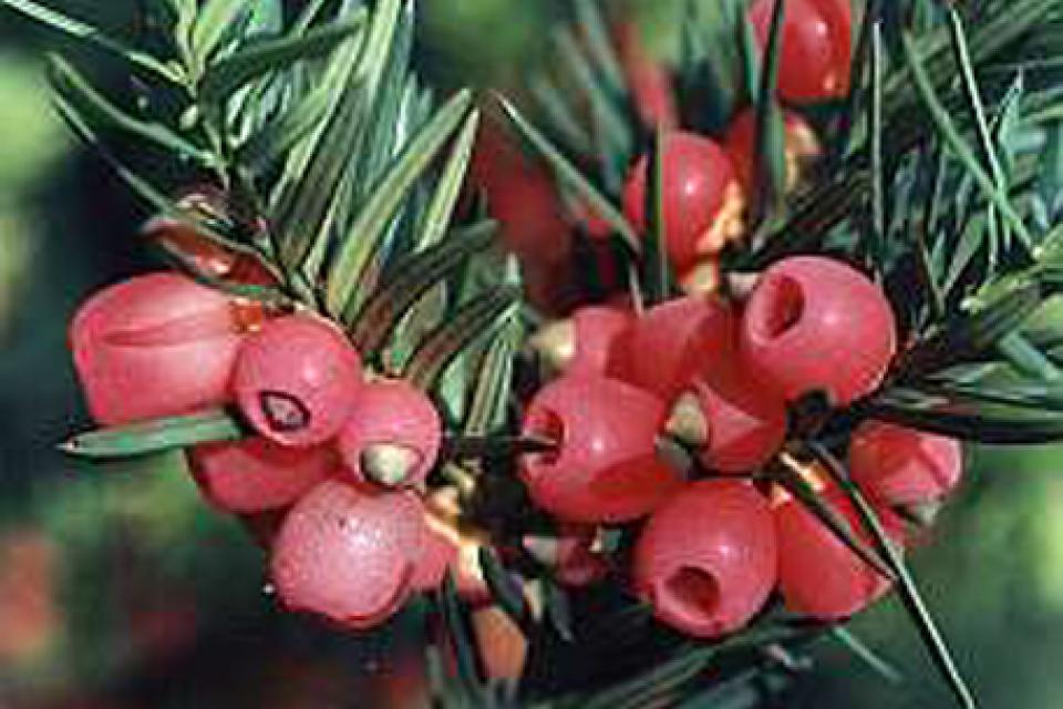 Taxus baccata