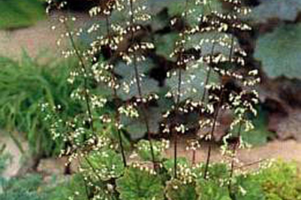 Tellima grandiflora