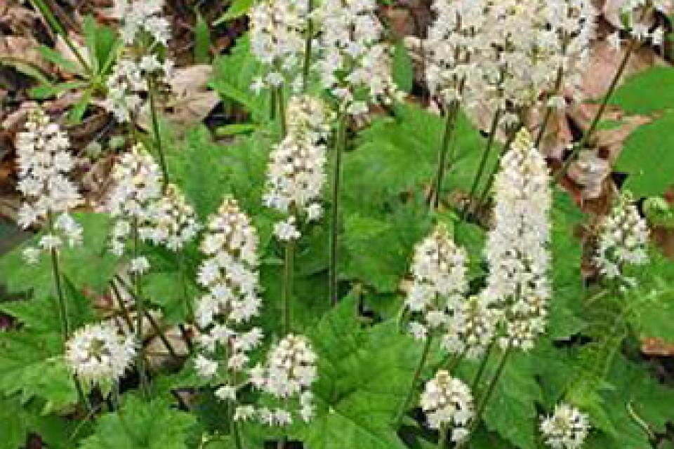 Tiarella cordifolia