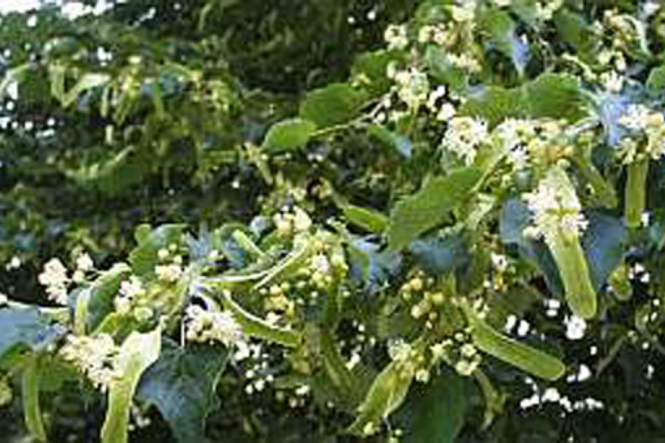 Tilia cordata 'Rancho'