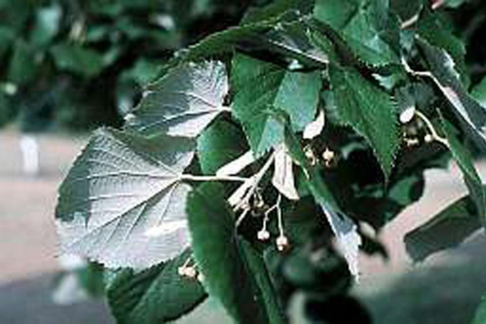 Tilia tomentosa 'Brabant'