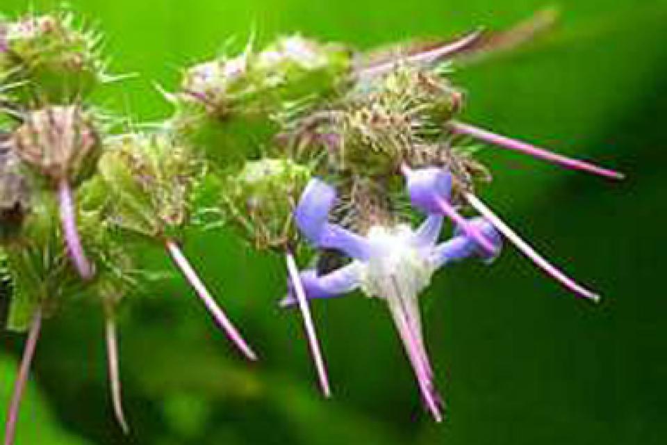 Trachystemon orientalis