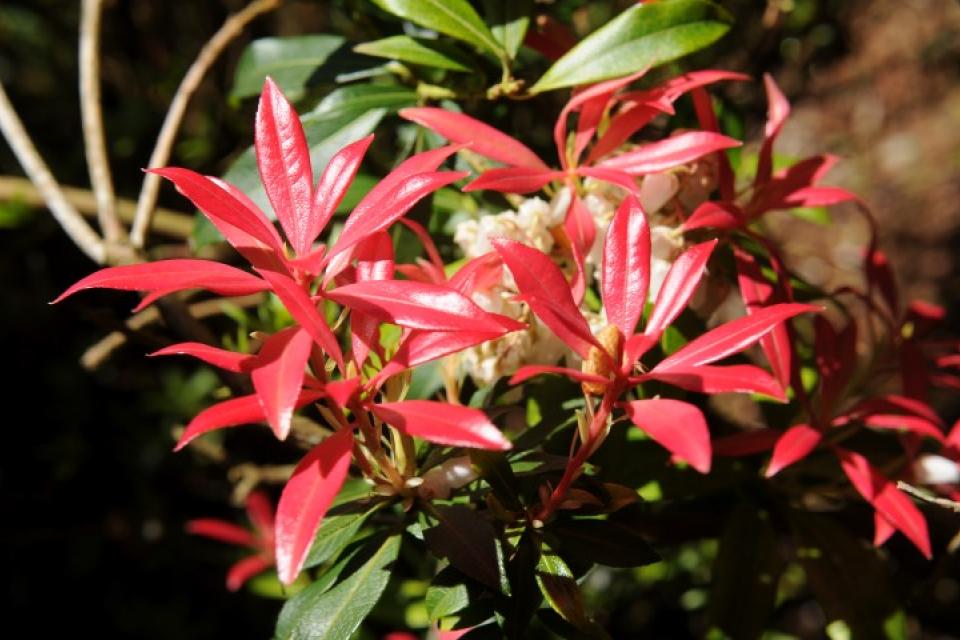 Pieris japonica 