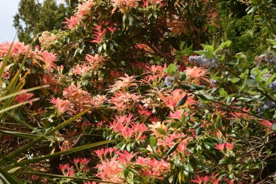 Pieris japonica 