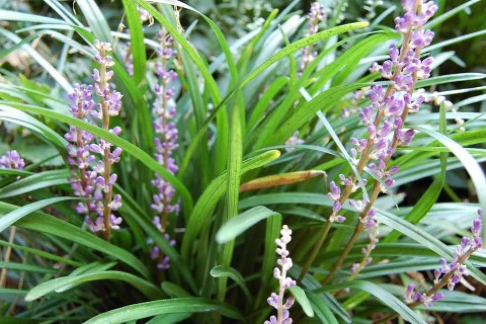 Liriope muscari 