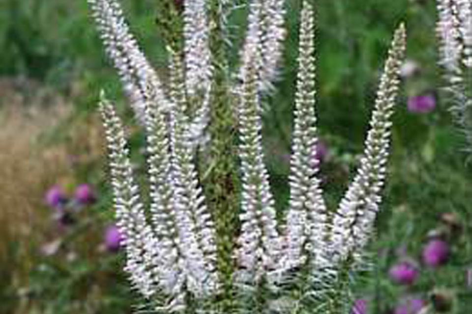 Veronicastrum virginicum