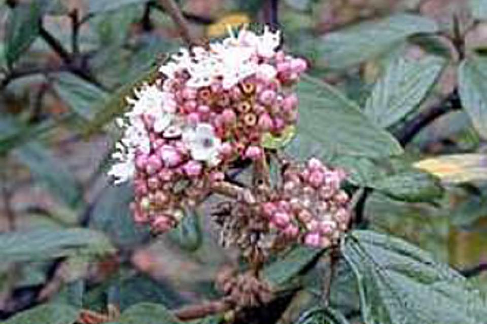 Viburnum 'Pragense'