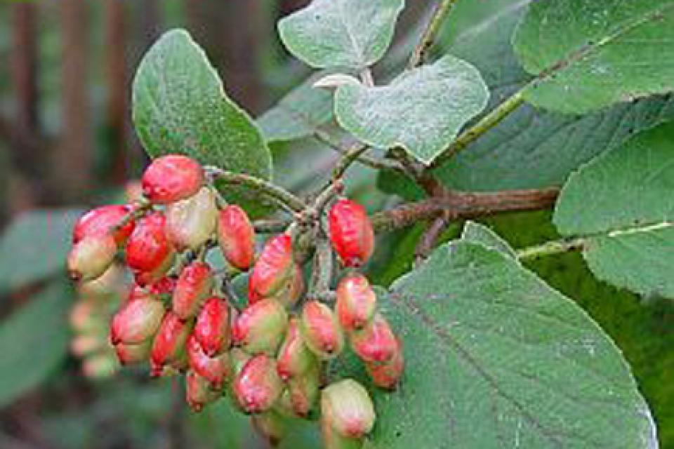 Viburnum lantana