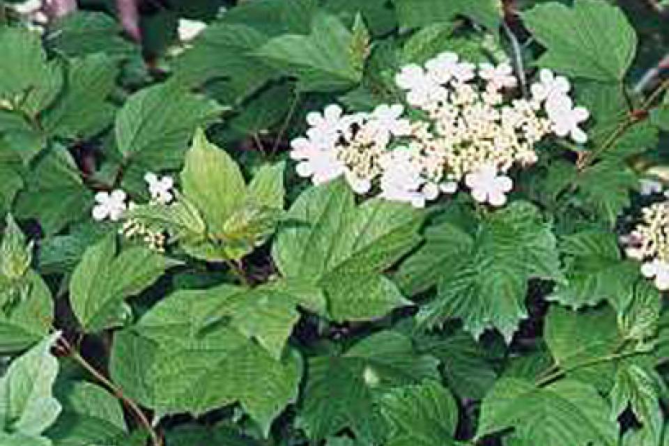 Viburnum opulus 'Compactum'