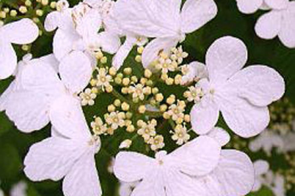 Viburnum plicatum tomentosum