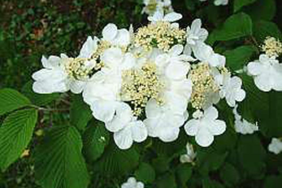 Viburnum plicatum