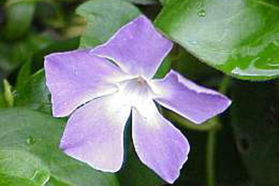 Vinca major