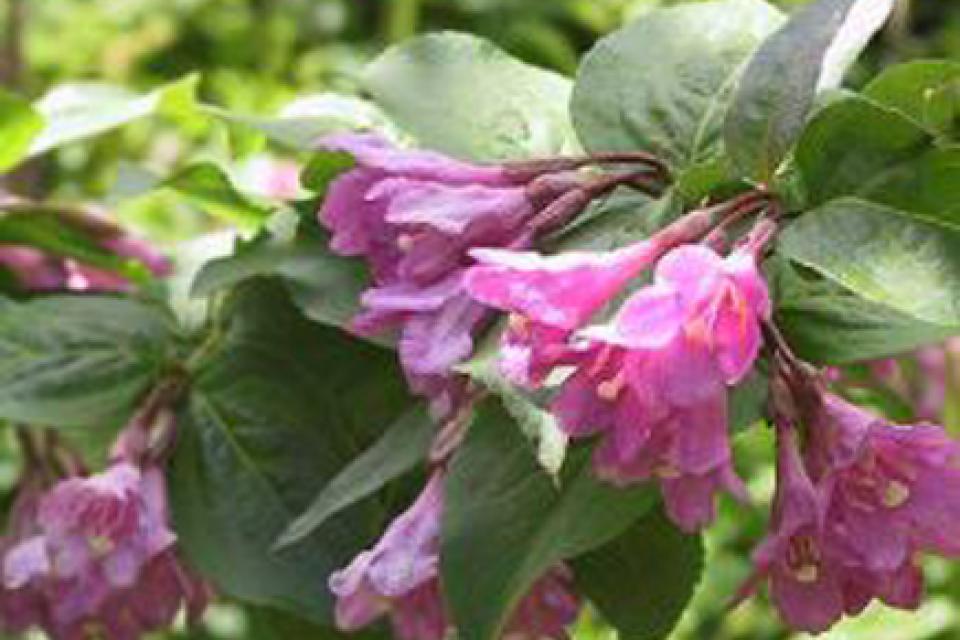 Weigela florida 'Nana Purpurea'