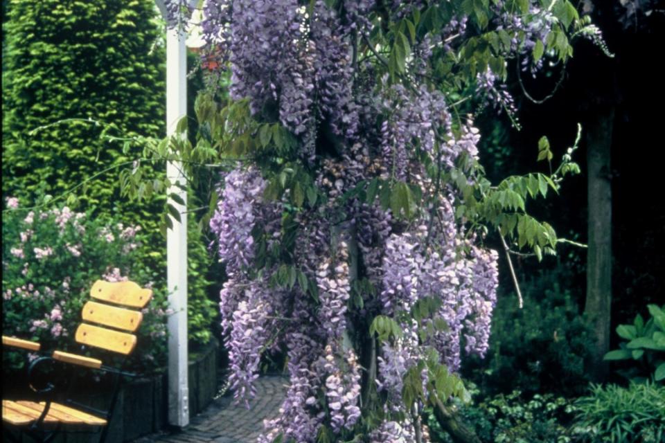 Wisteria sinensis - Blauweregen 