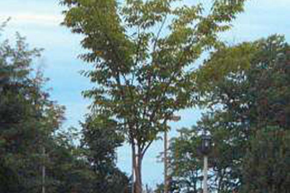 Zelkova serrata 'Flekova'