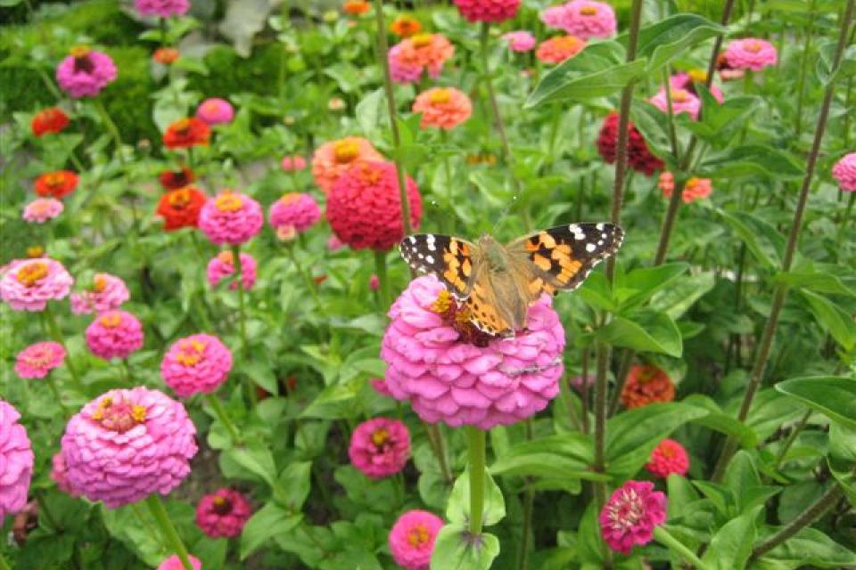 Zinnia elegans - Zinnia 