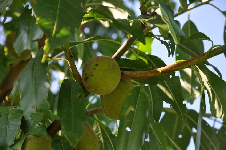 Prunus dulcis 'Robijn' 