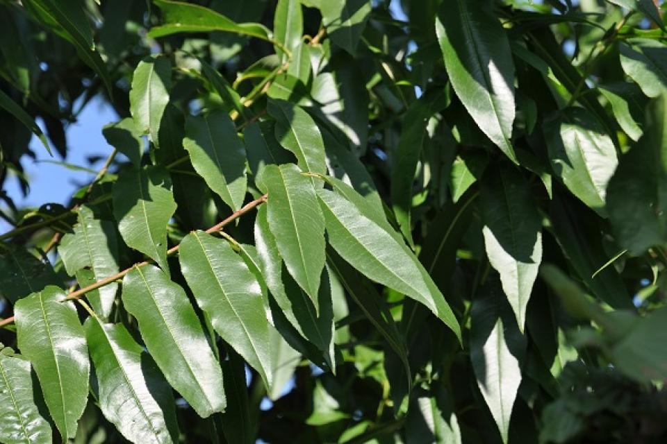 Prunus dulcis 'Robijn' 
