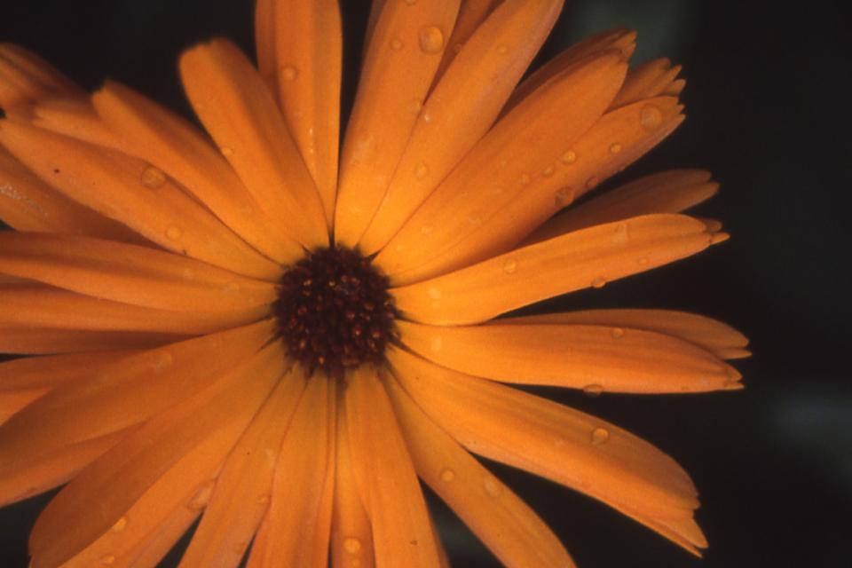 Calendula 