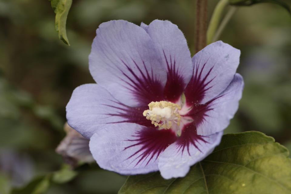 Hibiscus syriacus 'Cielo' 